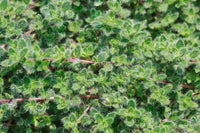 Thymus pseudolanuginosus 'Wooly Thyme'