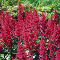Astilbe Red Fanal perennial in garden setting