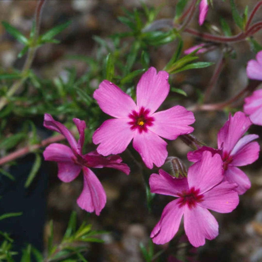 Red Wings Creeping Phlox Subulata