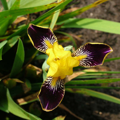 Canary Yellow Standards with Deep Magenta Falls