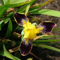 Canary Yellow Standards with Deep Magenta Falls