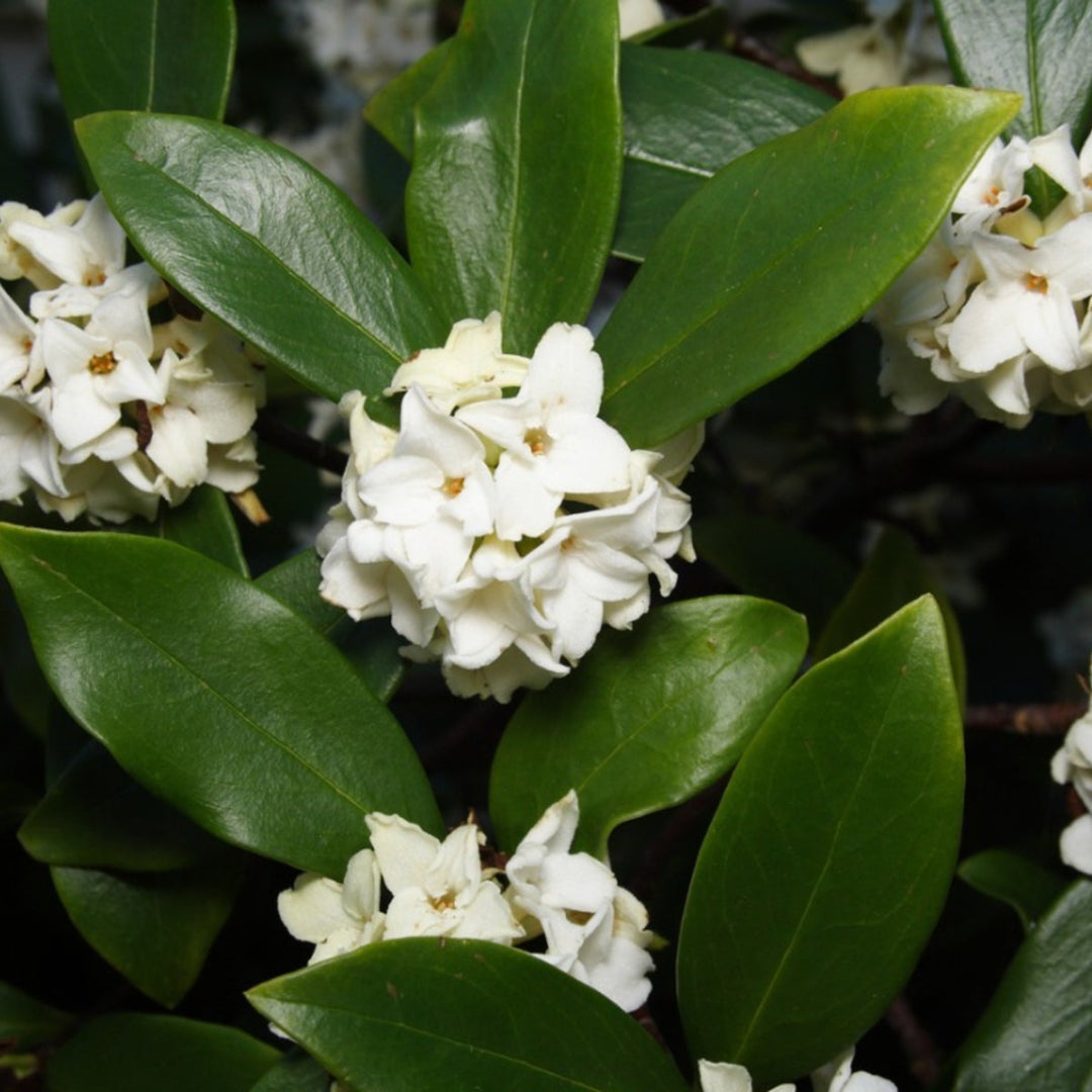 Daphne Marginata White