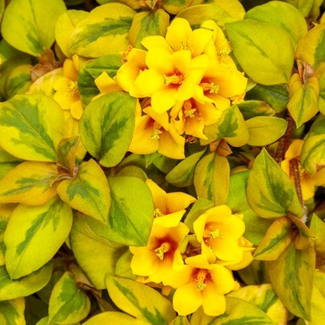 Lysimachia congestiflora ‘Waikiki Sunset’ ( Loosestrife) - [EG]