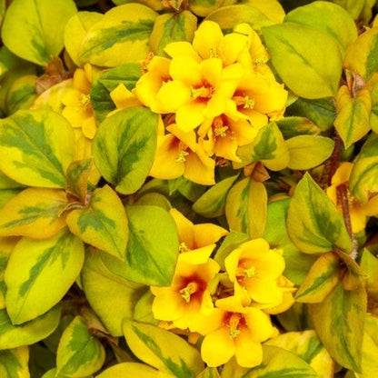 Lysimachia congestiflora ‘Waikiki Sunset’ ( Loosestrife) - [EG]