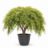 Mature Japanese Maple Waterfall variety showing graceful weeping form in a landscaped garden