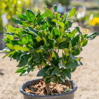 Wax Leaf Ligustrum