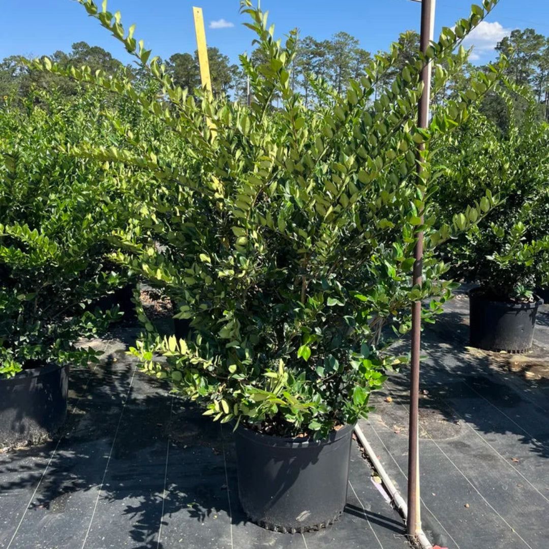 Wax Leaf Ligustrum