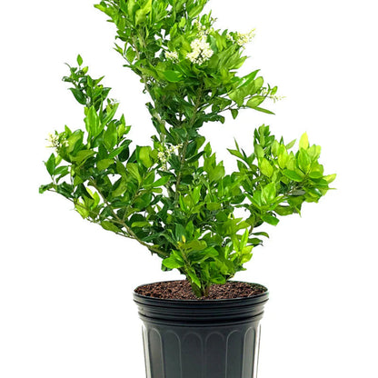 Wax Leaf Ligustrum