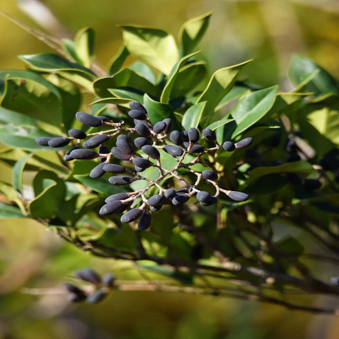 Wax Leaf Ligustrum