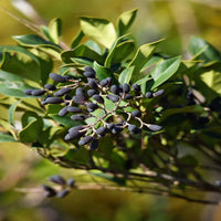 Wax Leaf Ligustrum