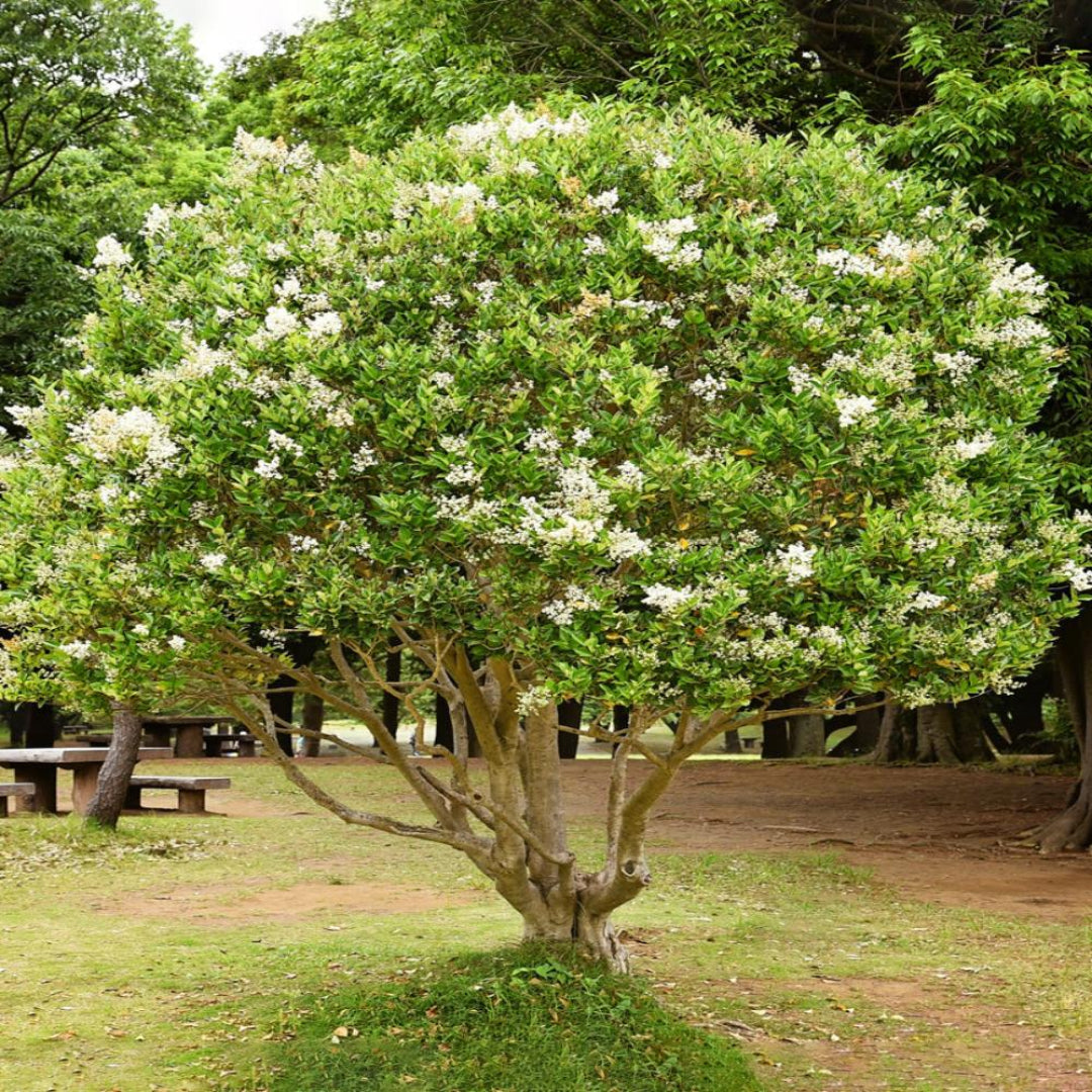 Wax Leaf Ligustrum