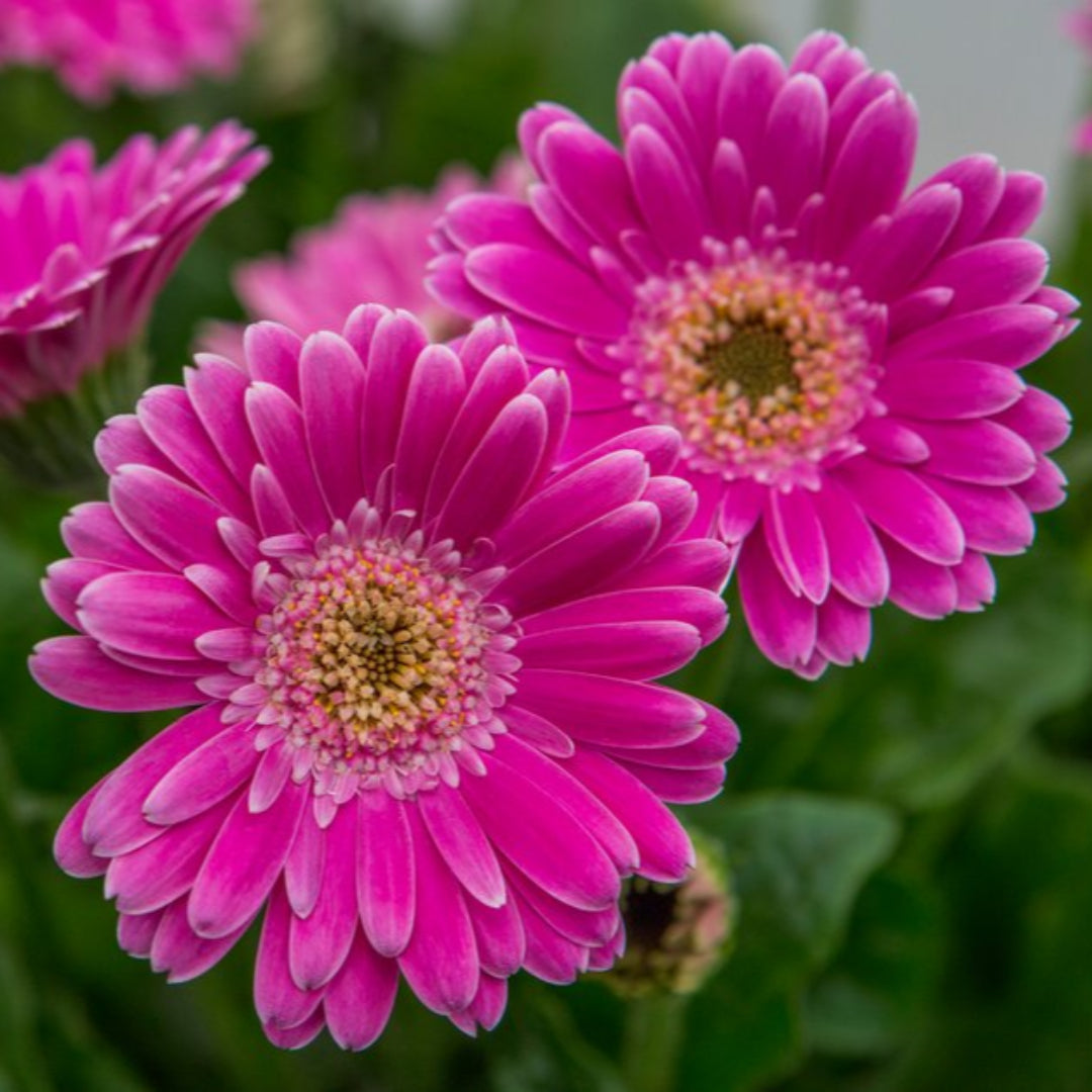 Gerbera &
