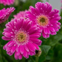 Gerbera 'Garvinea Sweet Surprise' Gerber Daisy