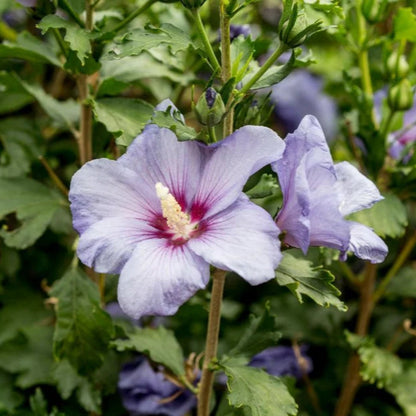 Hibiscus Azurri Blue Satin Shrub Blue with Purple Throat