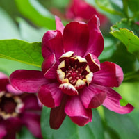 Calycanthus Aphrodite deciduous shrub plant nursery grown