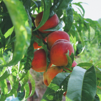 Redskin Peach Tree