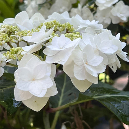 Wedding Gown Hydrangea