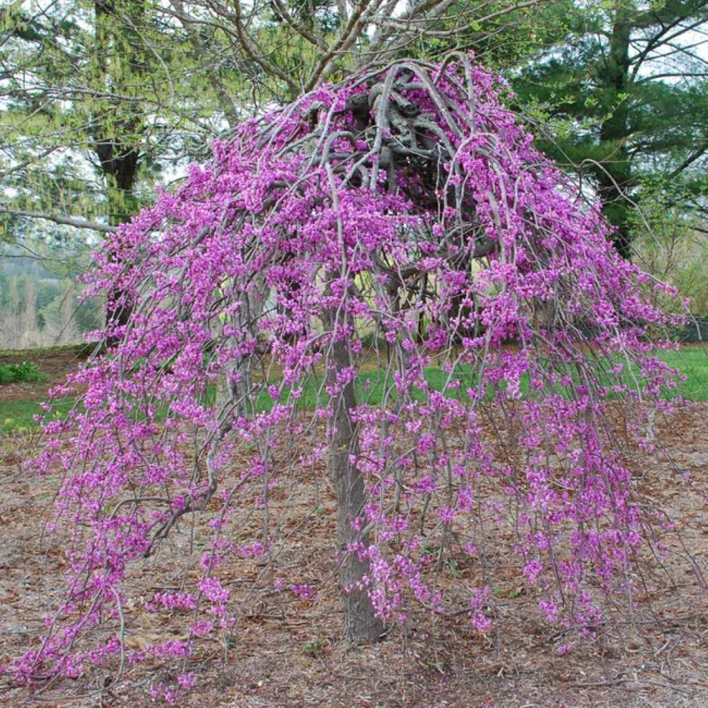 ornamental lavender tree Lavender Twist Weeping Redbud Tree Online