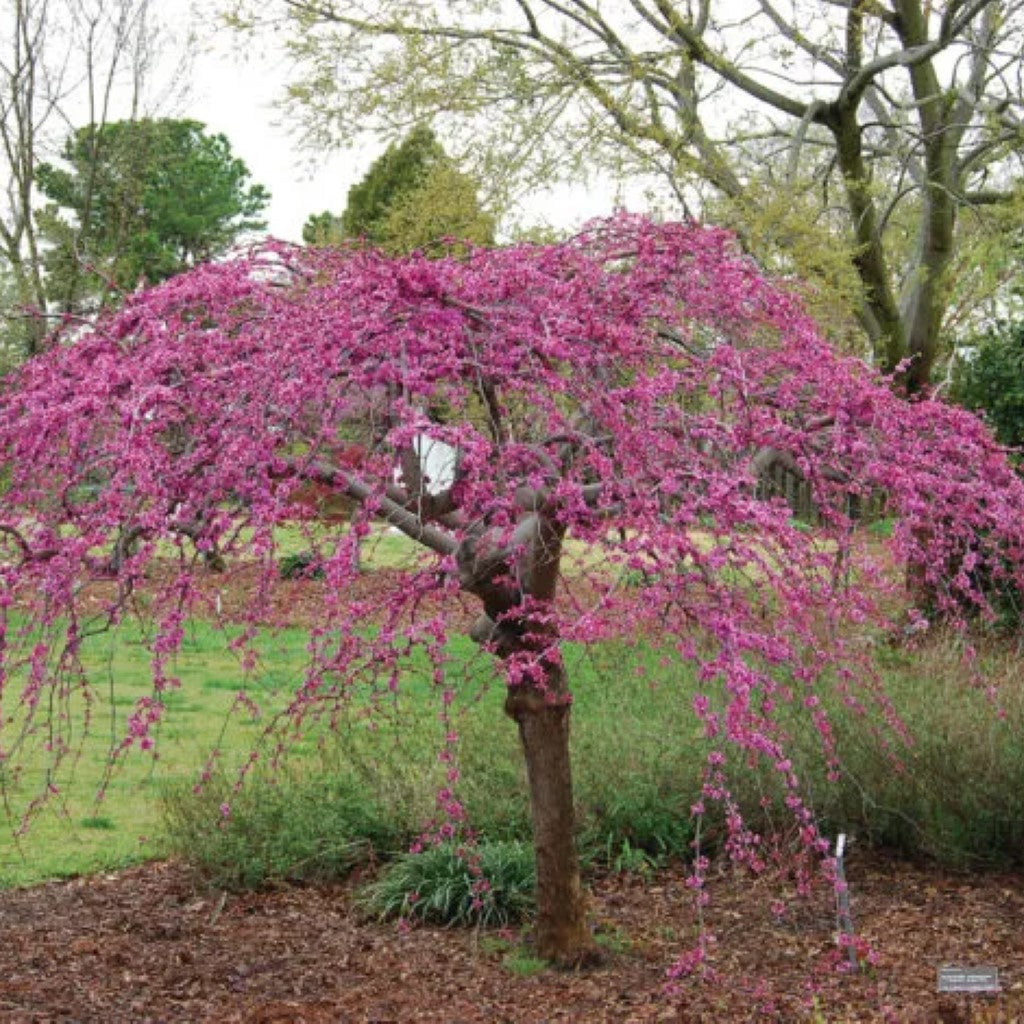lavender twist weeping tree Lavender Twist Weeping Redbud Tree Online