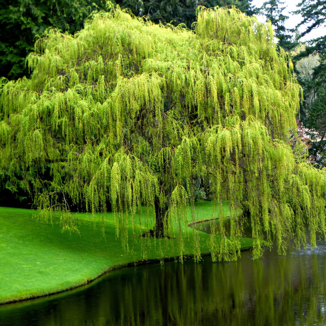 Weeping Willow Tree landscape