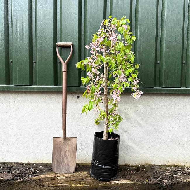 Weeping Pink Cherry Tree