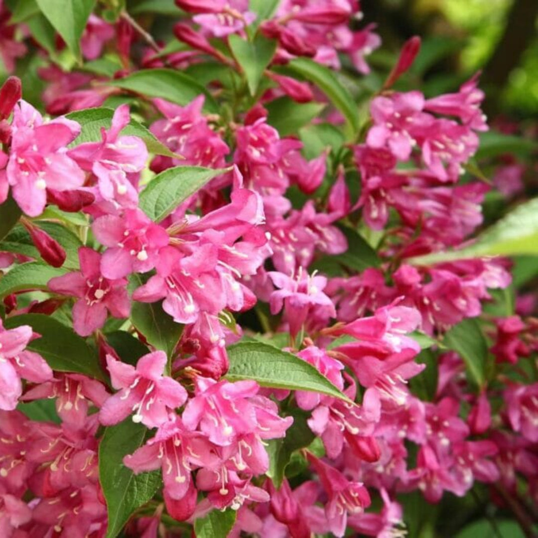 Golden Weigela