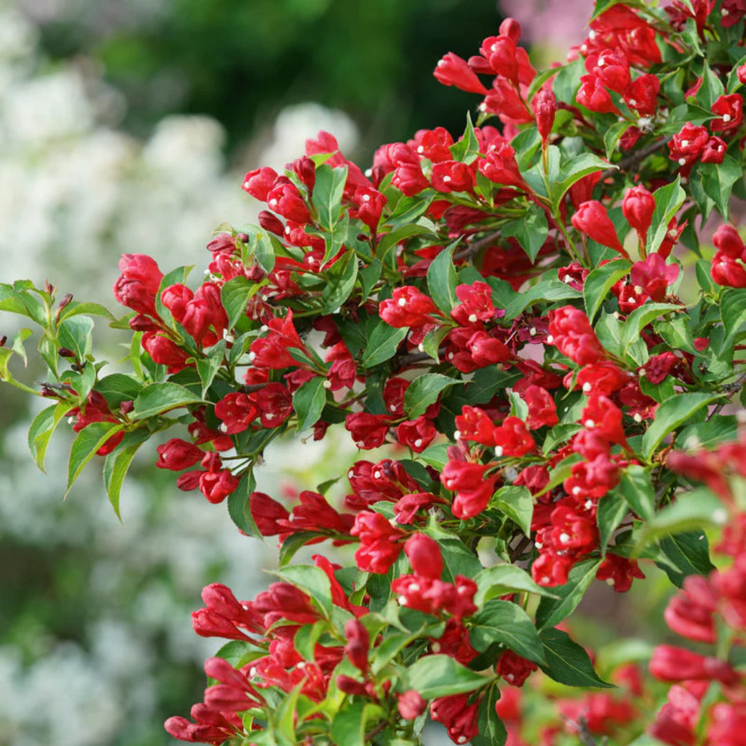 Sonic Bloom Red Weigela flowers in full bloom bush