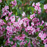 Rosea Weigela