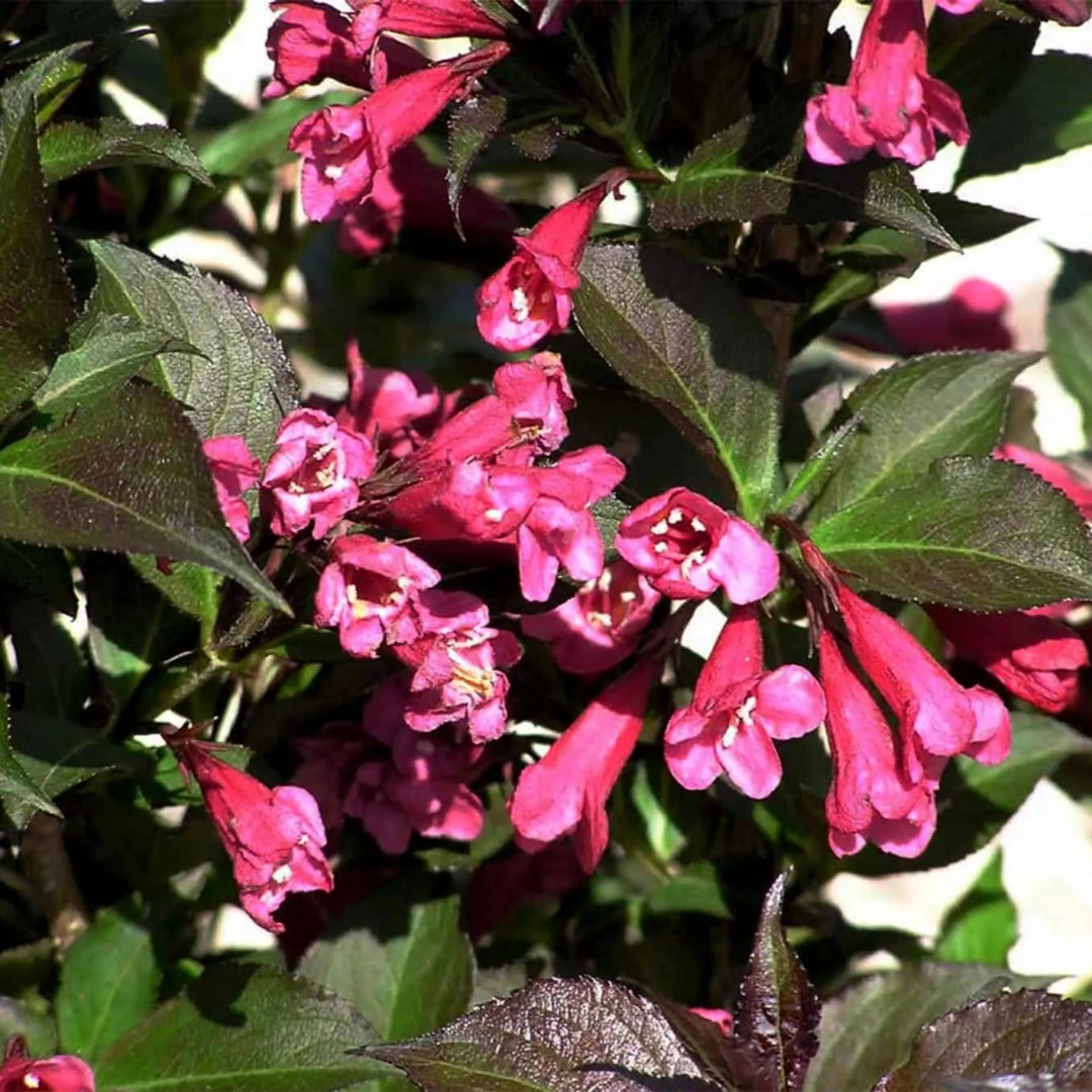 Shining Sensation Weigela