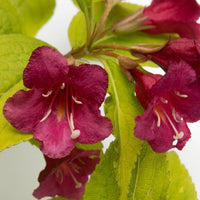 Golden Weigela