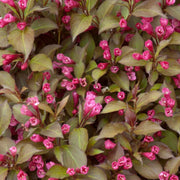 Shining Sensation Weigela