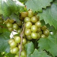 Welder Muscadine