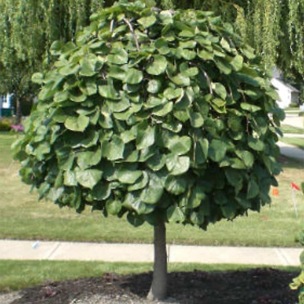 lavender twist redbud tree for sale Lavender Twist Weeping Redbud Tree Online