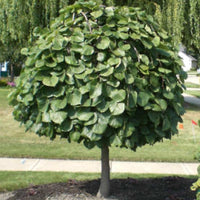 Compact weeping redbud tree ideal for small gardens