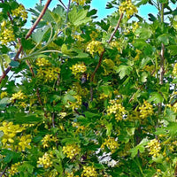 Jostaberry Plant