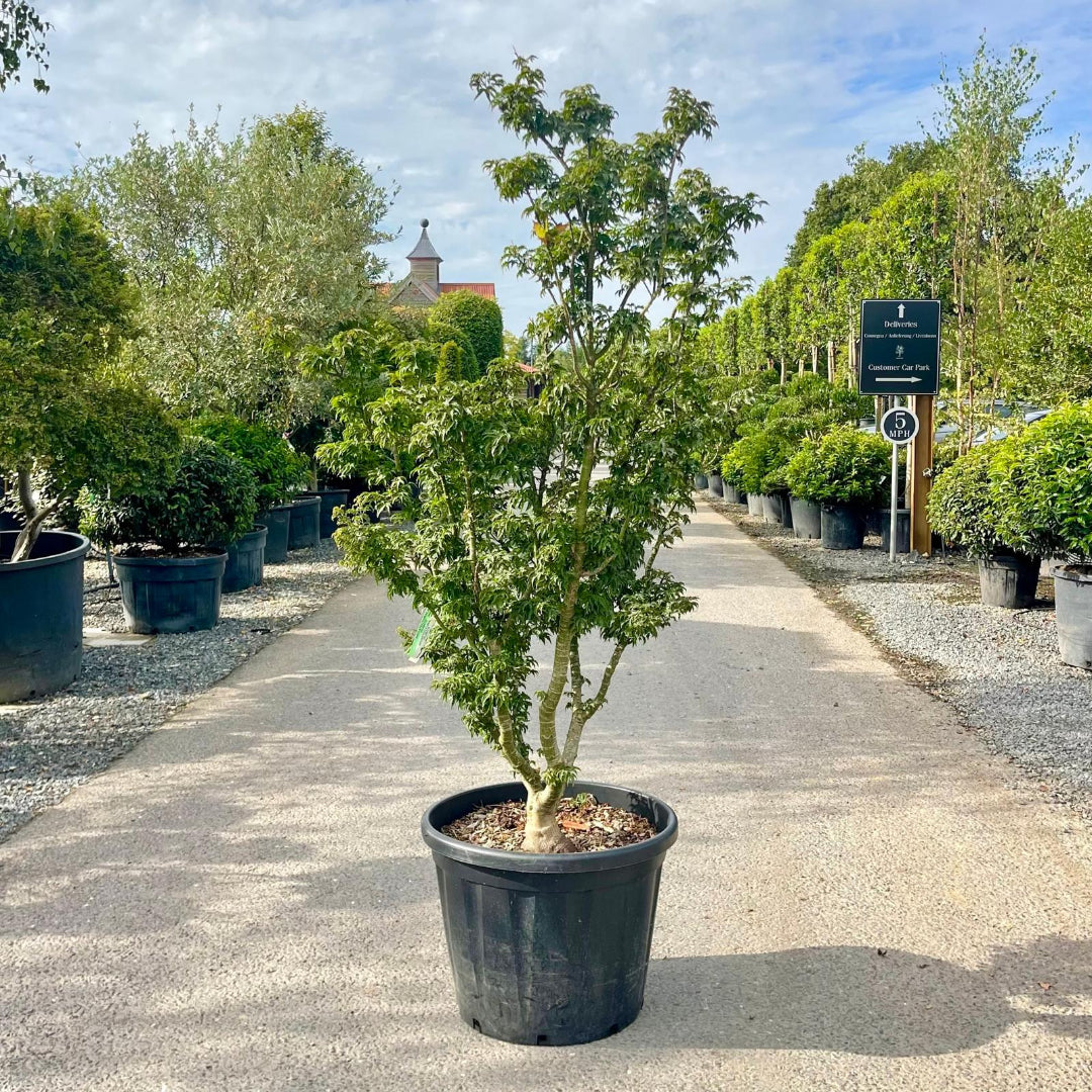 Shishigashira Japanese Maple