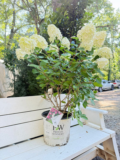 Little Lime Punch Hydrangea