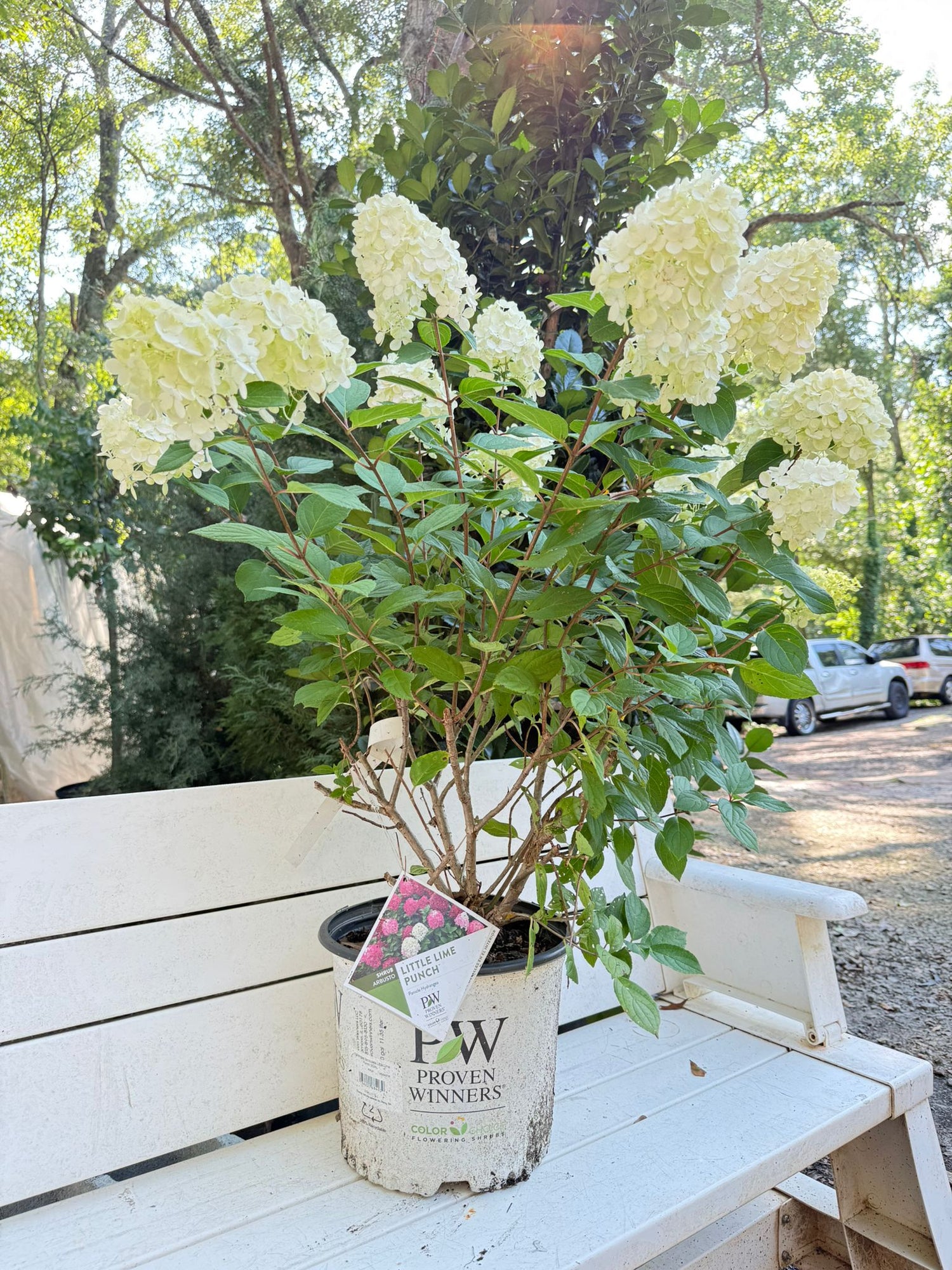 Little Lime Punch Hydrangea