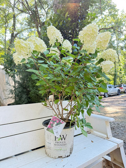 Little Lime Punch Hydrangea