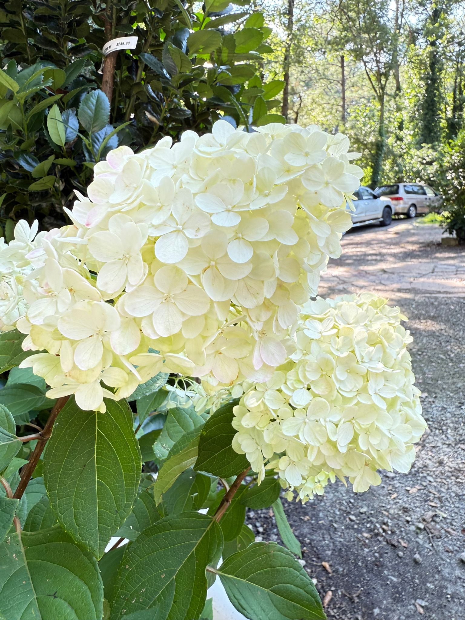 Little Lime Punch Hydrangea