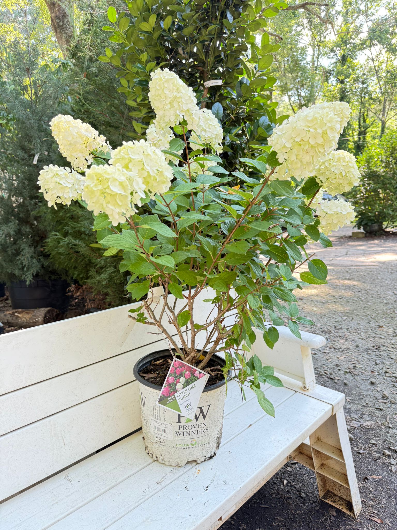 Little Lime Punch Hydrangea