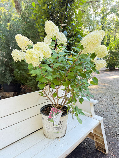 Little Lime Punch Hydrangea