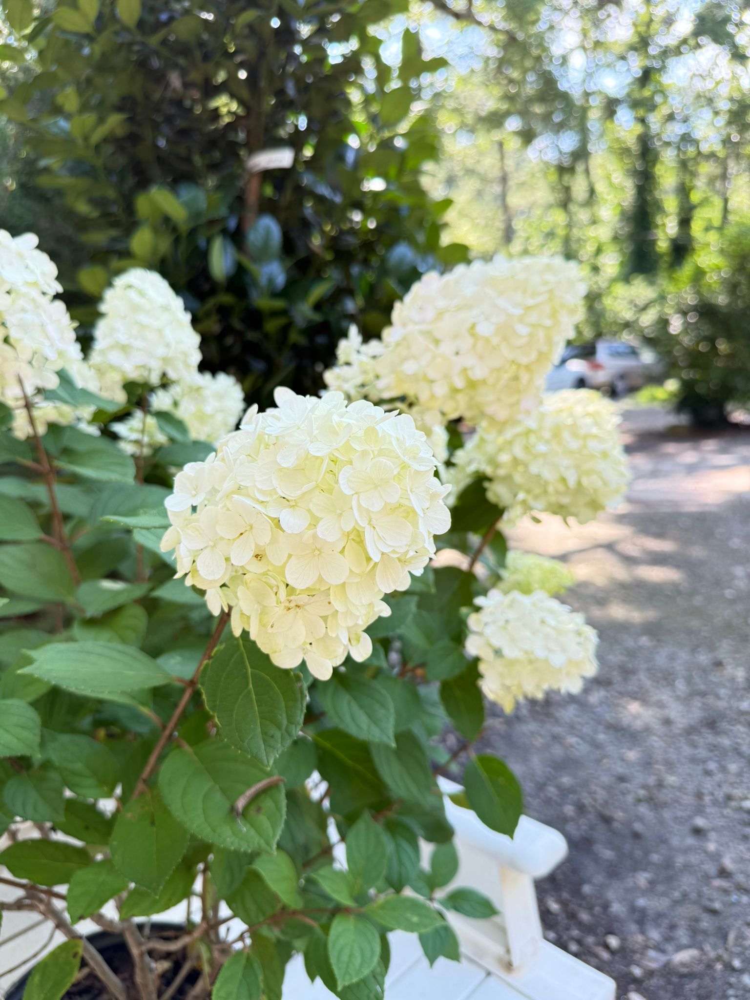 Little Lime Punch Hydrangea