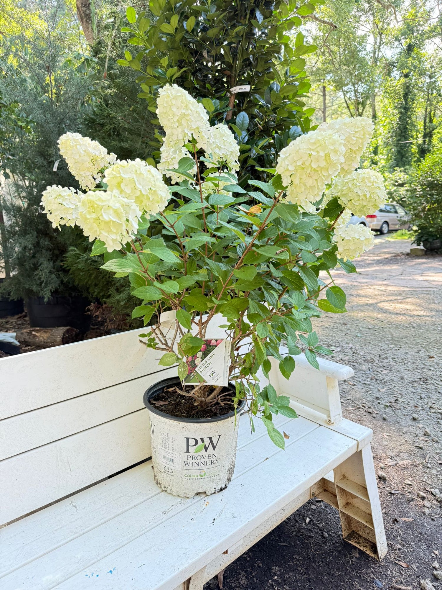 Little Lime Punch Hydrangea