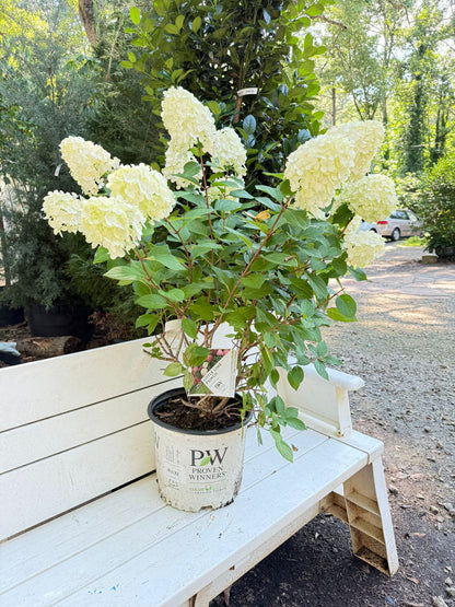 Little Lime Punch Hydrangea