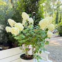 Little Lime Punch Hydrangea