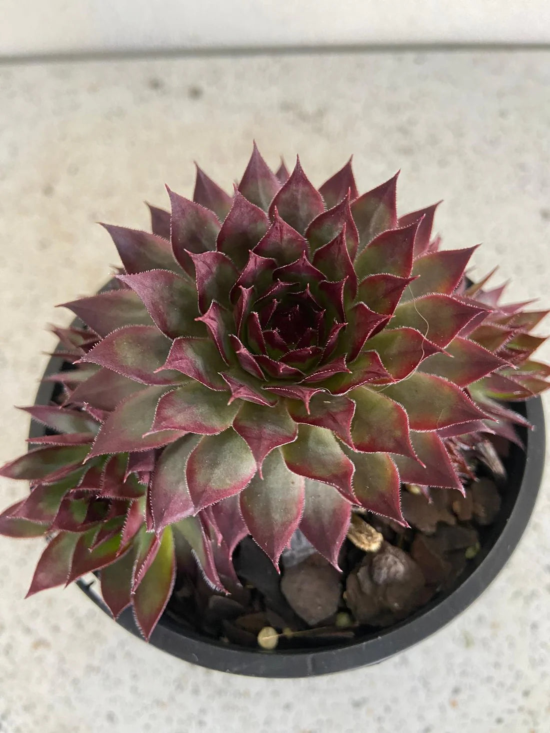 Sempervivum Supersemp® &