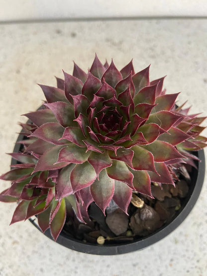 Sempervivum Supersemp® &