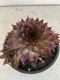 Sempervivum Supersemp® 'Ruby' - [EG]