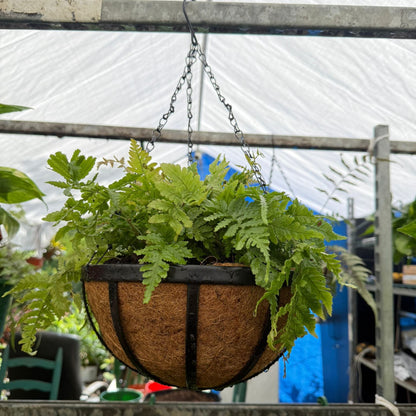 Autumn Fern Hanging Basket (Live Indoor/Outdoor Plant)